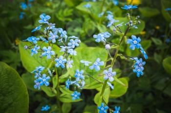 Forget me not. Blue flowers in spring garden. Macro photo with selective focus