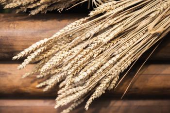 Dry wheat ears over wooden wall, rural photo background with selective focus