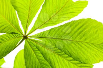 Macro photo of chestnut leaf isolated on white