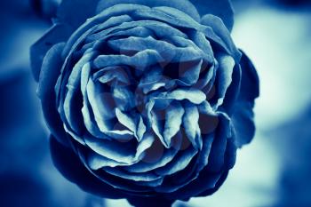 Blue rose flower, stylized background photo with soft selective focus