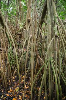 Wild tropical forest, mangrove trees growing in water