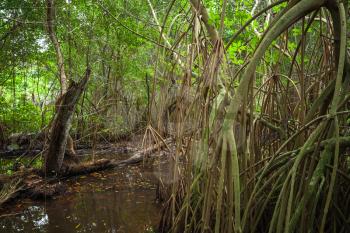 Wild dark tropical forest landscape with mangrove trees growing in water