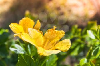 Yellow Hibiscus flowers over blurred summer background, close-up photo with selective focus