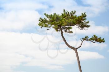 Pine tree over blue cloudy sky background, natural photo