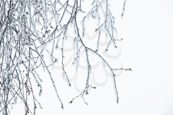 Frost on a bare tree branches over white overcast sky background, natural winter photo