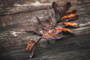 Dry red fallen rowan tree leaf lays on dark wooden board, grungy natural background