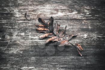 Fallen dry rowan tree leaf lays on dark wooden board, grungy natural background