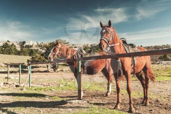 Two saddled red horses stand tethered on a mountain meadow at summer day. Vintage tonal filter effect