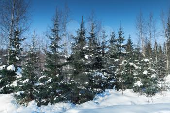 Spruce trees in winter forest, rural landscape of Finland