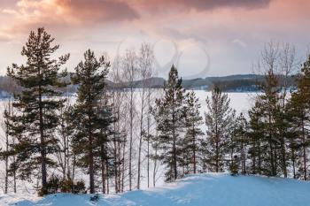 Pine trees on a lake coast. Rural winter landscape, Finland