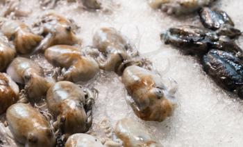 Fresh octopuses and cuttlefishes lay on ice in seafood shop