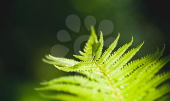 Bright green fern leaf, natural macro photo with soft selective focus