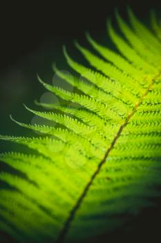 Bright green fern leaf, natural vertical background photo