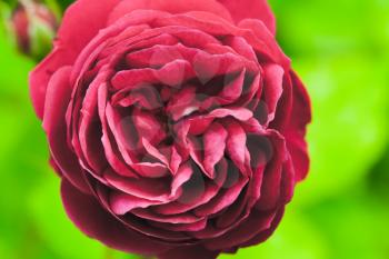 Red rose flower, macro photo with soft selective focus