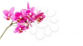 Pink orchid flowers isolated on white background with copy space area
