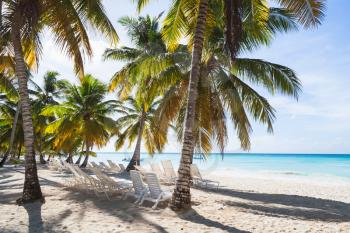 Coconut palms grow on sandy beach. Caribbean Sea, Dominican republic, Saona island