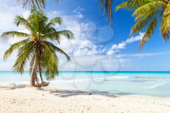 Coconut palm trees grow on white sandy beach. Caribbean Sea, Dominican republic, Saona island