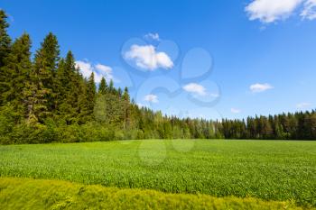 Rural summer European landscape, empty green field and forest under blue sky with clouds