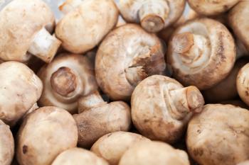 Pile of marinated Agaricus bisporus, it is an edible mushroom also known as  champignon mushroom