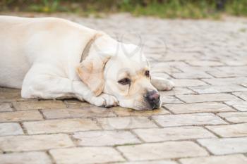 Tired yellow Labrador Retriever lays on a cobblestone ground
