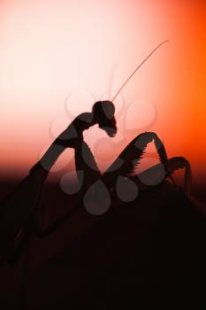 Black silhouette of mantis insect on blurred red background, macro photo