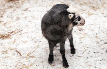 Little black lamb on winter farm, Russia