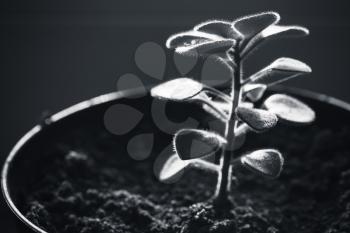 Young sprout of plant in pot, monochrome macro photo with selective focus