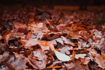 Fallen red leaves lay on ground in dark park. Natural autumn background photo