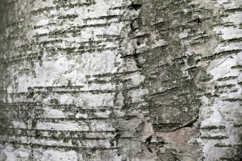 Old birch tree bark. Close-up natural background texture 