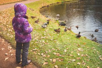 Little girl feeds ducks on a pond coast in public autumn park