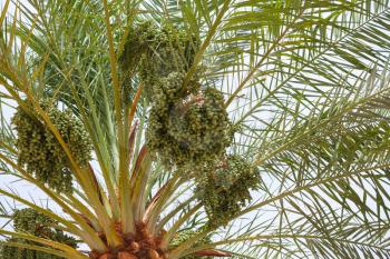 Green dates on a palm tree, close-up photo with selective focus