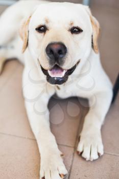 Close-up vertical portrait of white Labrador Retriever, selective soft focus on eyes