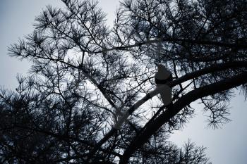 Сrow sits on pine tree branch, dark stylized silhouette photo