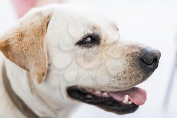 Close-up profile portrait of white Labrador Retriever dog