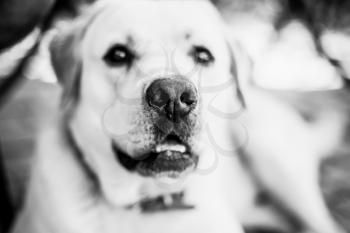 Black and white portrait of white Labrador Retriever, selective focus on dogs nose