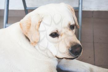 Close-up portrait of white Labrador Retriever dog laying on the floor