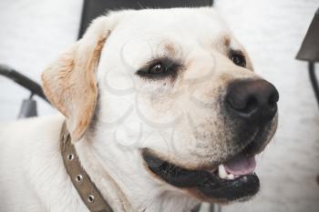 Profile portrait of Labrador Retriever dog