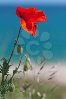Red poppy flower growing on Black Sea coast, vertical close-up photo with selective soft focus