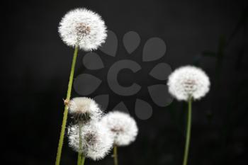 Dandelion flowers with fluff, macro photo on dark background