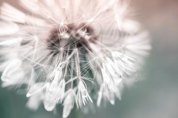 Dandelion flower with water drops on fluff, toned macro photo  with selective focus