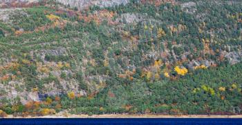 Autumn Norwegian mixed forest growing on coastal mountain, natural panoramic background texture