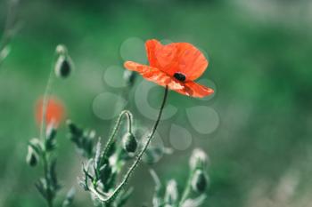 Red opium poppy flower. Close-up photo with selective soft focus