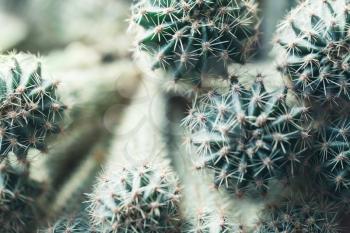 Cactus top view, natural close up photo with selective shallow focus