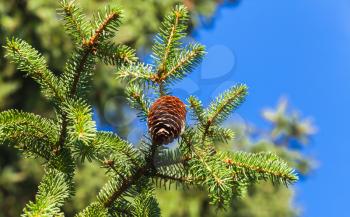 Spruce branch with cone under blue sky, close-up photo