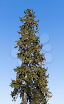 Tall old spruce tree on blue sky background, vertical photo