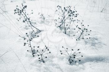 Dry flowers on snowdrift in winter, blue toned natural photo, top view