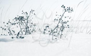 Dry flowers on a snowdrift in winter season, blue toned natural photo