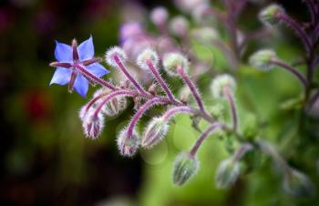 Blue garden flower closeup photo