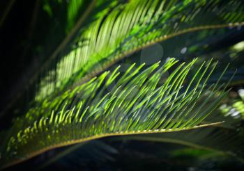 Fresh green palm leaves in the sunshine. Selective focus
