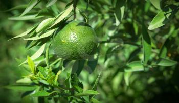 Fresh green lime on tree